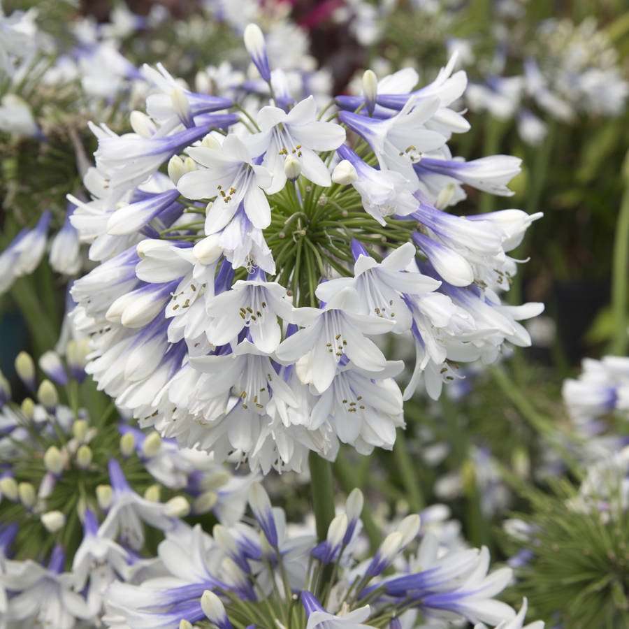 Indigo Frost Agapanthus 'Lily of the Nile' (2.5 Quart) Flowering Perennial with White and Blue Blooms - Part Sun Live Outdoor Plant - Southern Living Plant Collection