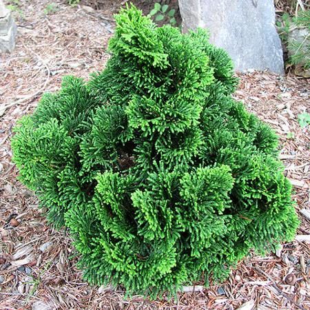 Hinoki Cypress