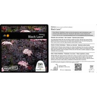 PROVEN WINNERS 4.5 in. Qt. Black Lace Elderberry (Sambucus) Live Shrub Pink Flowers SAMPRC1027800