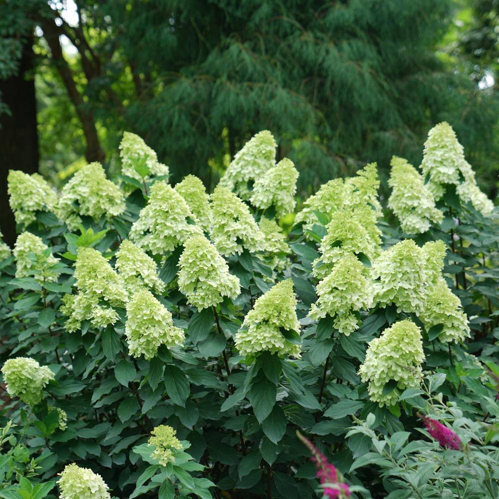 PROVEN WINNERS 5 Gal. Limelight Prime Hydrangea Shrub with Green to Pink Flowers 16706