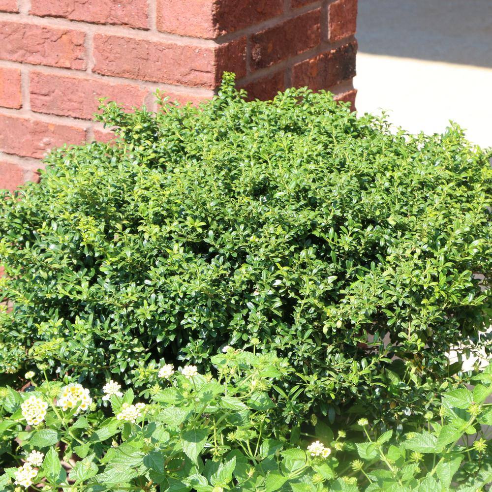 national PLANT NETWORK 2.25 Gal. Holly Soft Touch Shrub HD7150