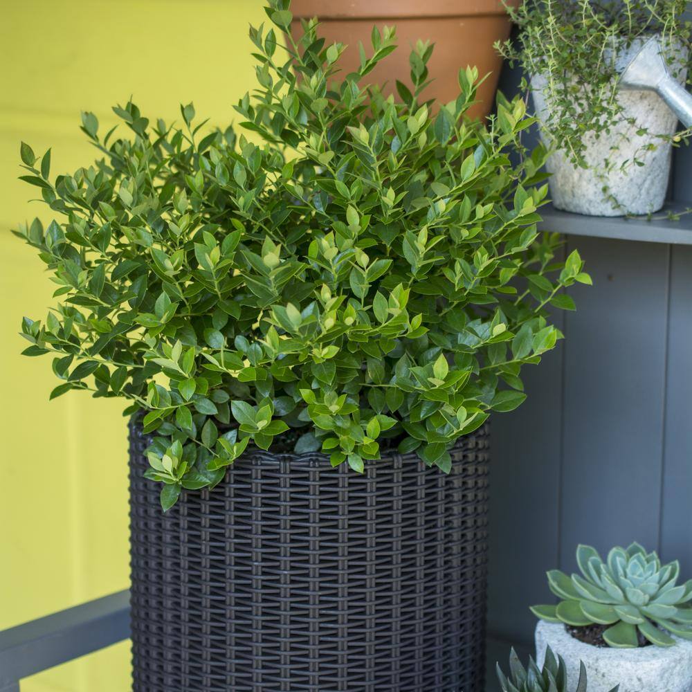 BUSHEL AND BERRY 1 Gal. Bushel and Berry Blueberry Buckle Blueberry Live Plant HD1665