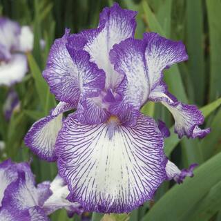 Vigoro 2 QT Iris 'Earl Of Essex' White Perennial Plant 1005991422