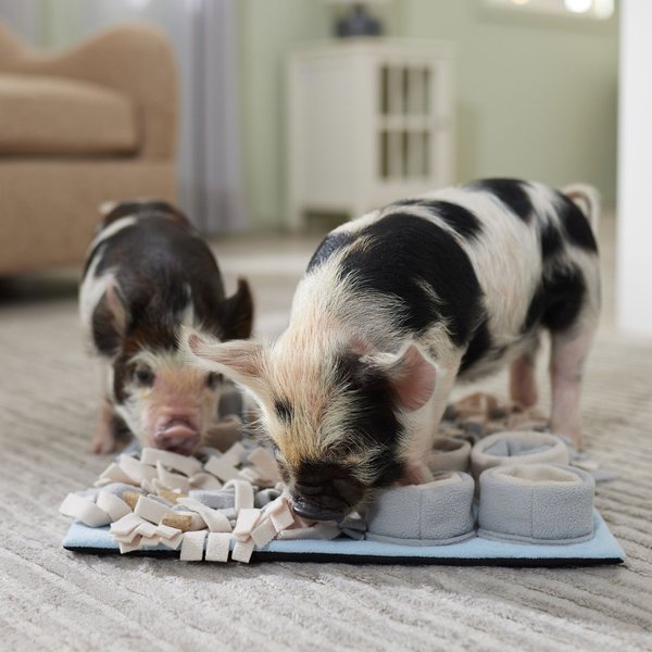 Frisco Piggy Snuffle Activity Mat