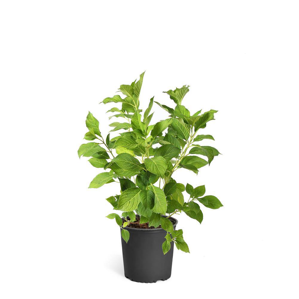 Brighter Blooms 3 Gal. Annabelle Hydrangea Flowering Shrub with White Blooms HYD-ANA3