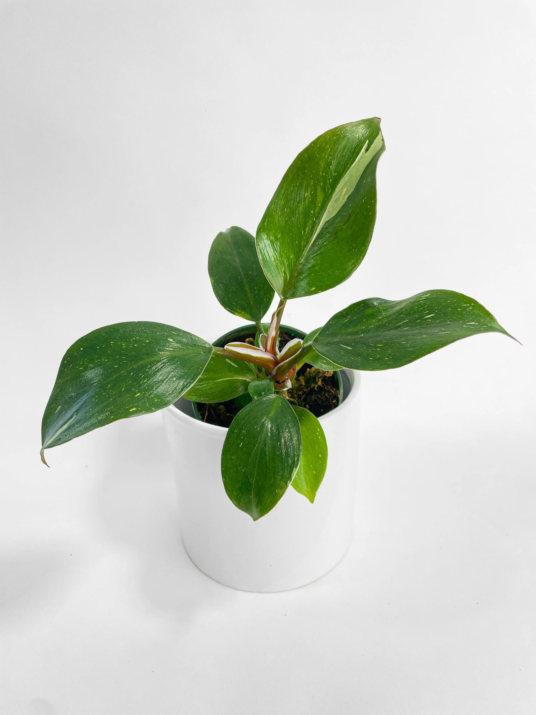 Philodendron White Princess