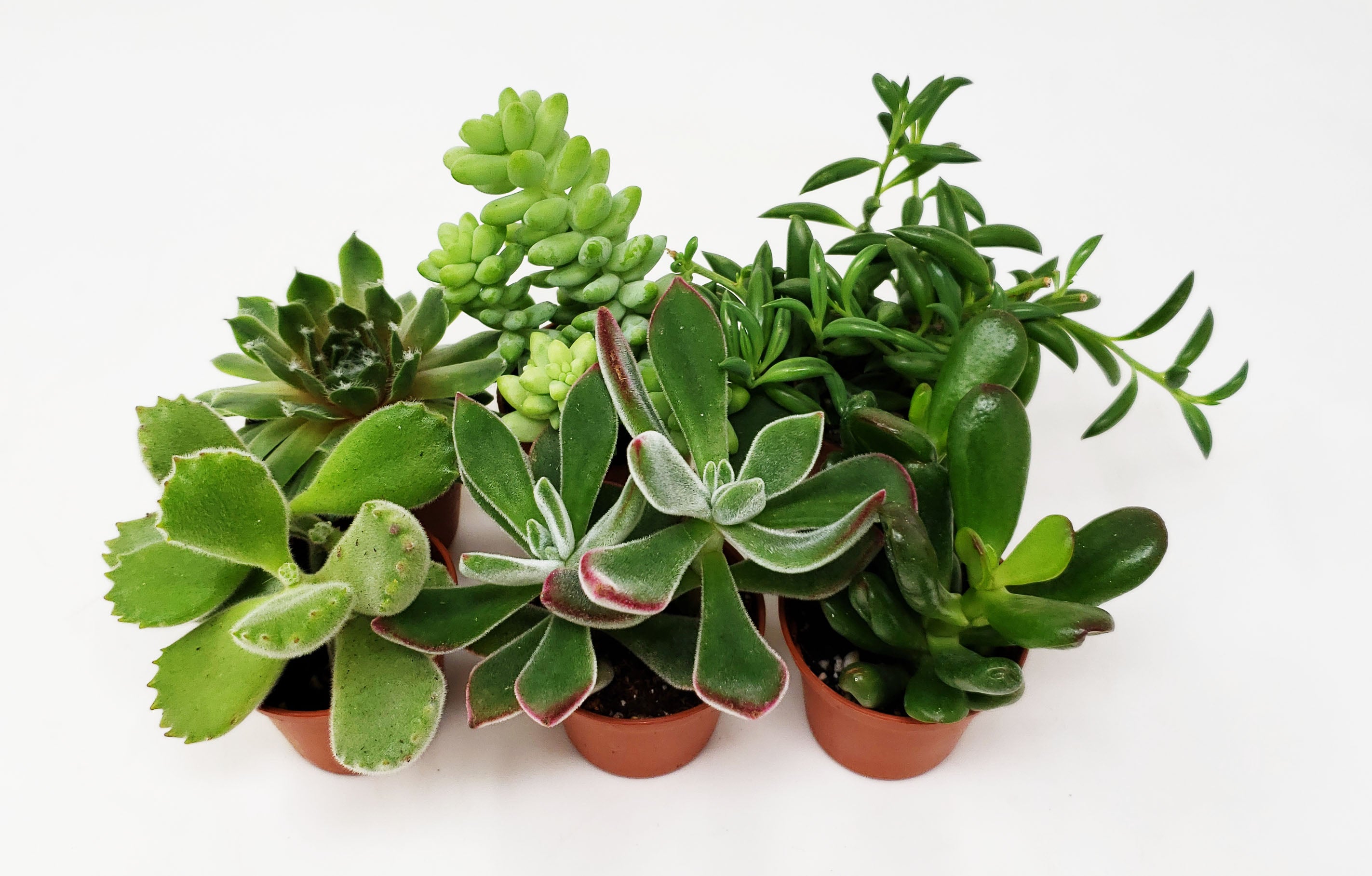 9GreenBox 6-Pack Succulents - Choose from 10 Types of Real and Hand-Picked Succulent Plants in Mini Pots - Home and Office Desks， Shelves， Windowsill Decor - Great Wedding， Birthday， Christmas Gift