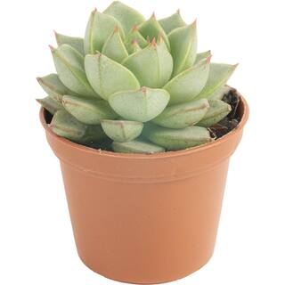 Costa Farms Mini Unique Indoor Succulent Plants in 2 in. Round Grower Pot Avg. Shipping Height 2 in. Tall (11-Pack) CO.SUCMINI.GP11