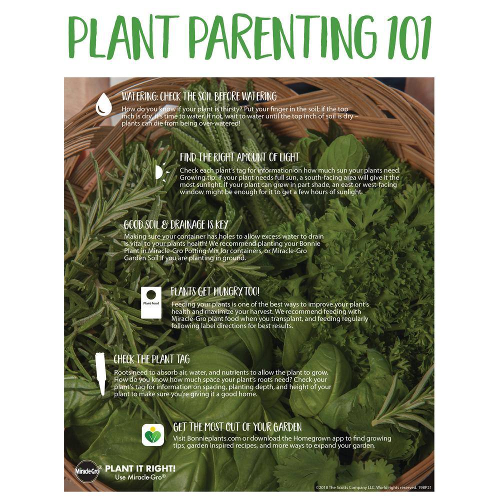 Bonnie Plants 19 oz. Thai Hot Pepper Plant 3300