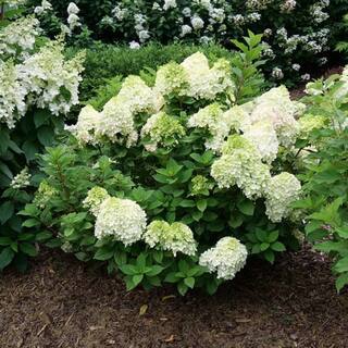 PROVEN WINNERS 3 Gal. Little Lime Punch Panicle Hydrangea (Paniculata) Live Shrub with Green White and Pink Flowers PWHYD3LLP1PK