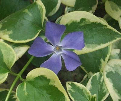 Classy Groundcovers - Collection #2 of Variegated Plants for Shade that Deer Avoid: 50 Variegated Japanese Spurge， 25 Variegated Greater (Large Leaf) Periwinkle， 25 Japanese Painted Fern