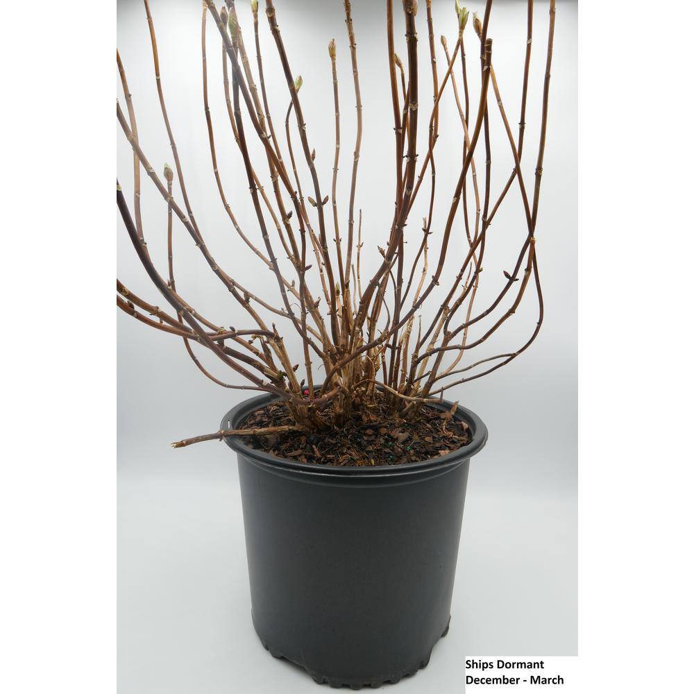 BELL NURSERY 3 Gal. Early Blue Hydrangea Live Flowering Shrub with Blue Flowers HYDGA3MEB1PK