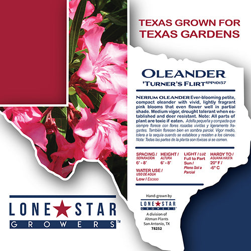 Lone Star Growers by Altman Plants 2 Gal Nerium Flirt Dark Pink Oleander