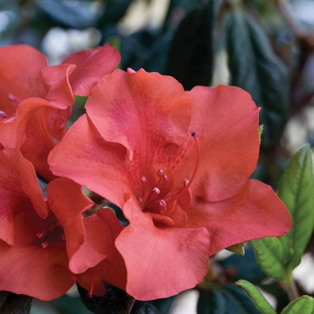 ENCORE AZALEA 2 Gal. Encore Autumn Embers Azalea Shrub with Red-Orange Reblooming Semi-Double Flowers 80512