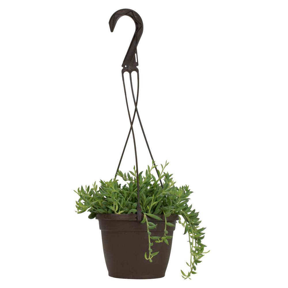 SMART PLANET 6 in. Assorted Bananas Senecio Radican Hanging Basket Plant 0881002