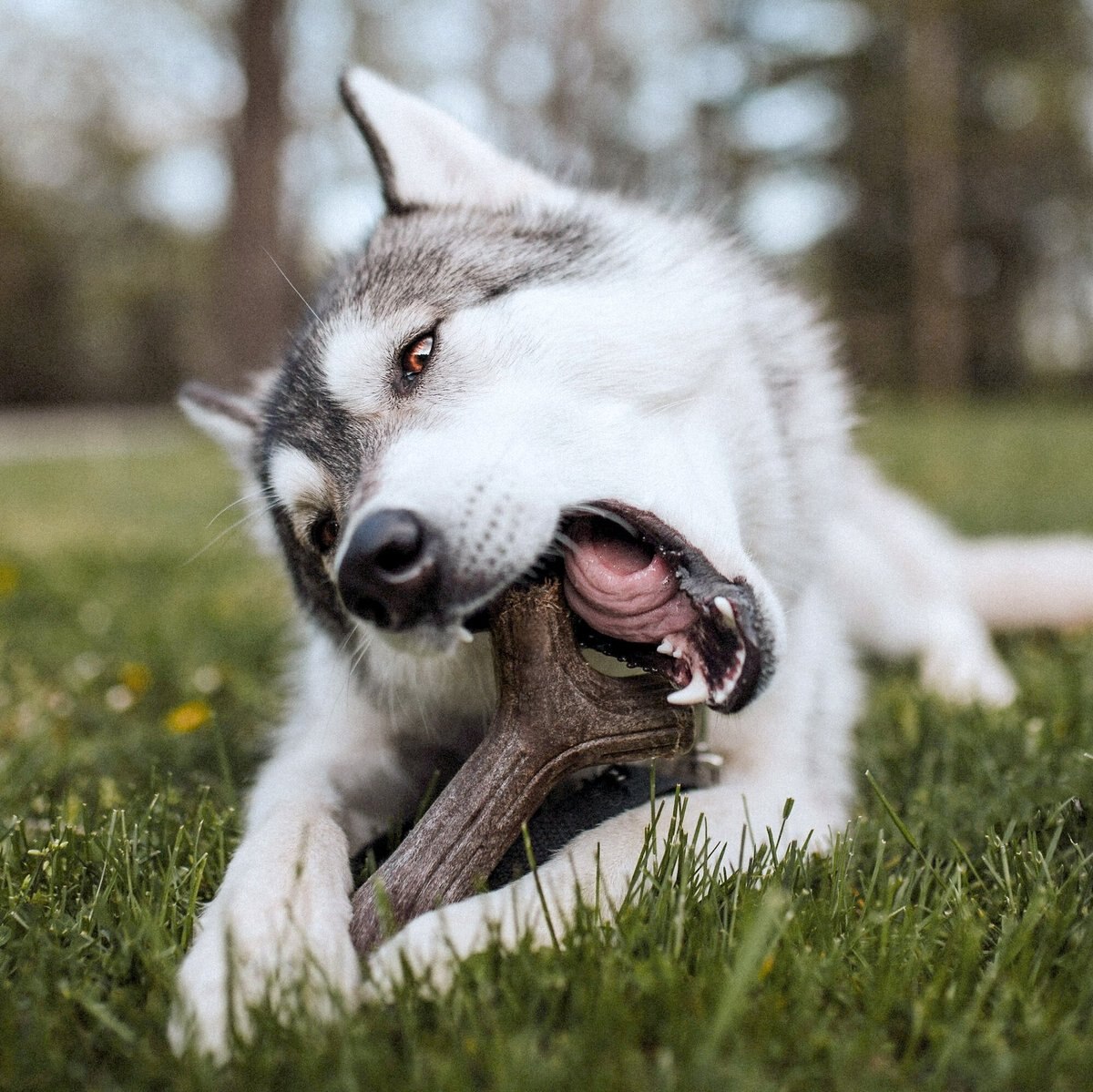 Benebone Maplestick Chew Dog Toy