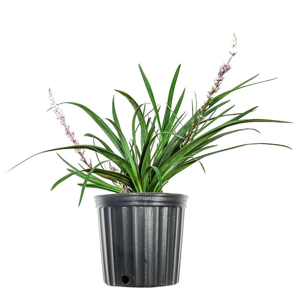 Perfect Plants 1 Gal. Super Blue Liriope in Grower's Pot Blueish Purple Flowering Lilyturf THD00560