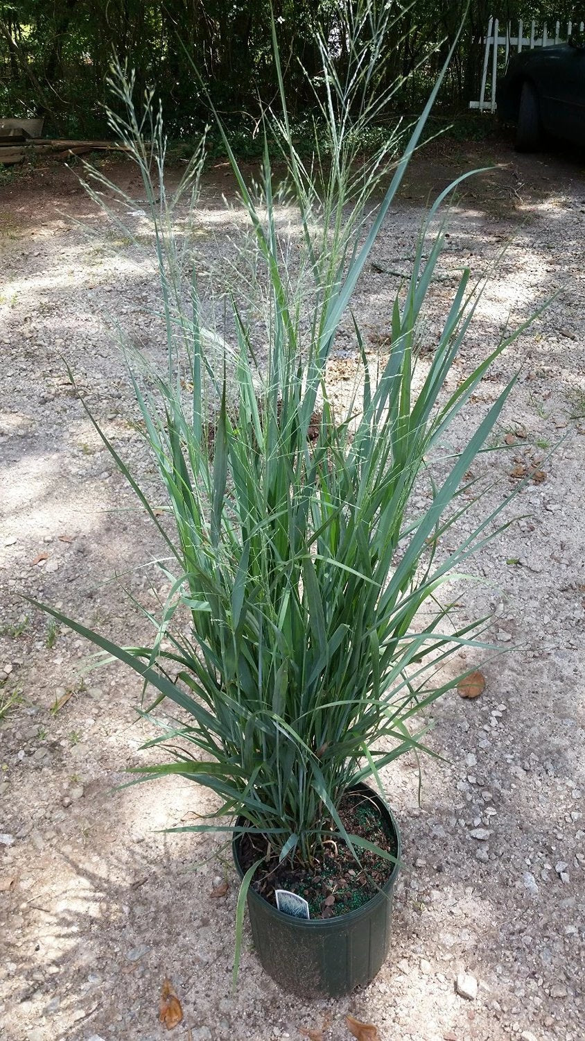 Dallas Blues Grass