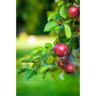 Online Orchards 3 ft. Winesap Heirloom Apple Tree with All-Around Uses Including Cider Baking and Fresh Eating FTAP214