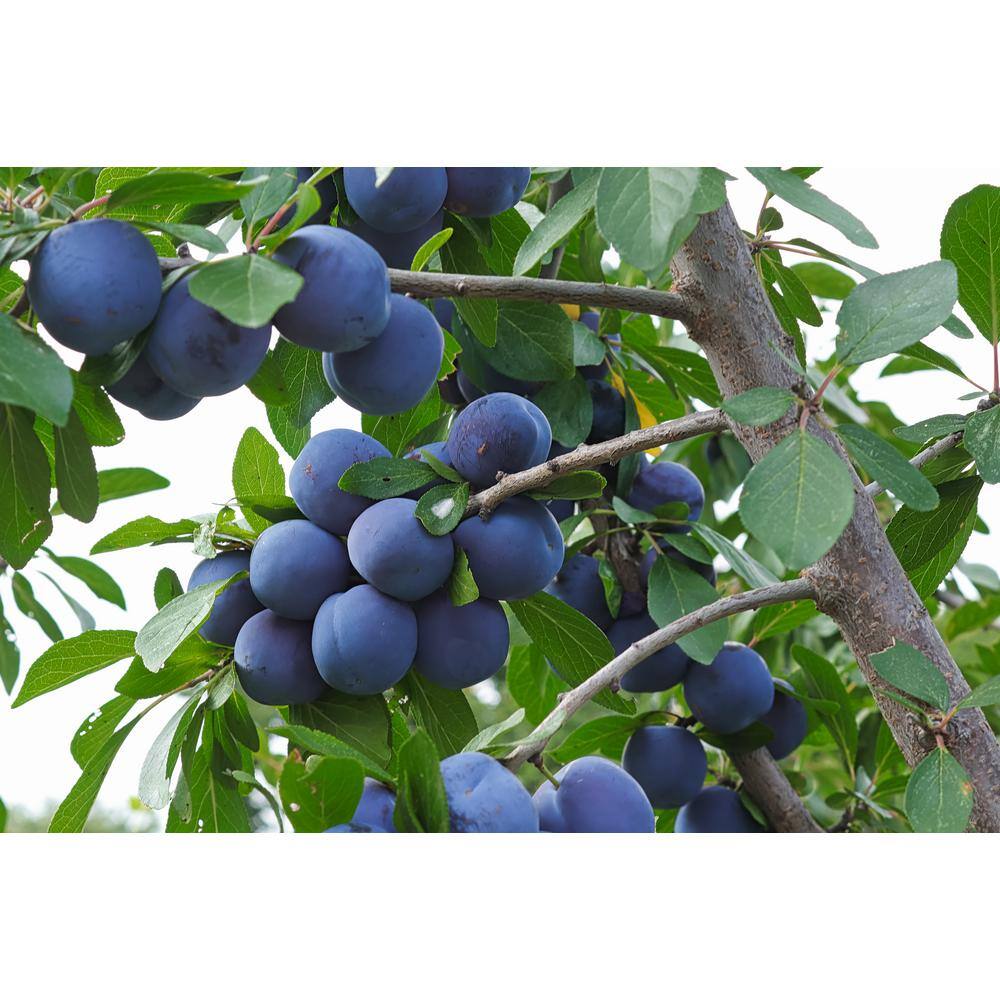 Online Orchards 3 ft. Italian Semi Dwarf Plum Tree with Excellent Fresh Eating Purple Fruit FTPL201