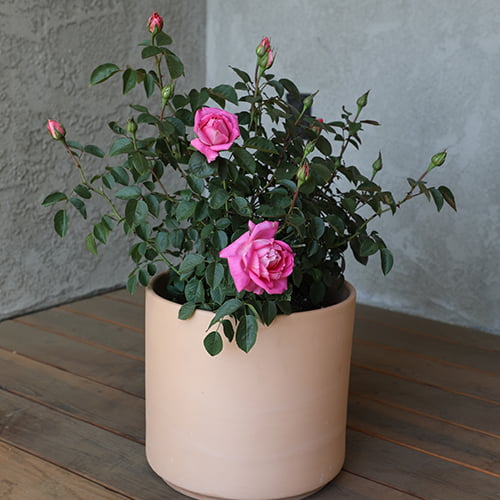 True Bloom by Altman Plants 8QT True Inspiration Light Pink Rose Live Plant Pot