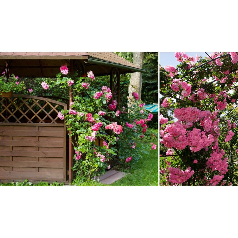 national PLANT NETWORK Bare Root Climbing Eden Rose Pretty in Pink (2-Pack) HD1592