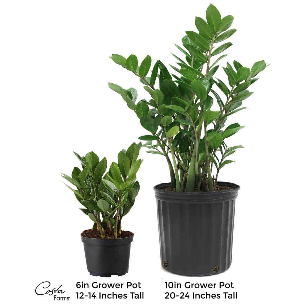 Vigoro Zamioculcas Zamiifolia ZZ Indoor Plant in 6 in. White Ribbed Plastic Decor Planter Avg Shipping Height 1-2 ft. (2-Pack) CO.ZZ.VI.WH