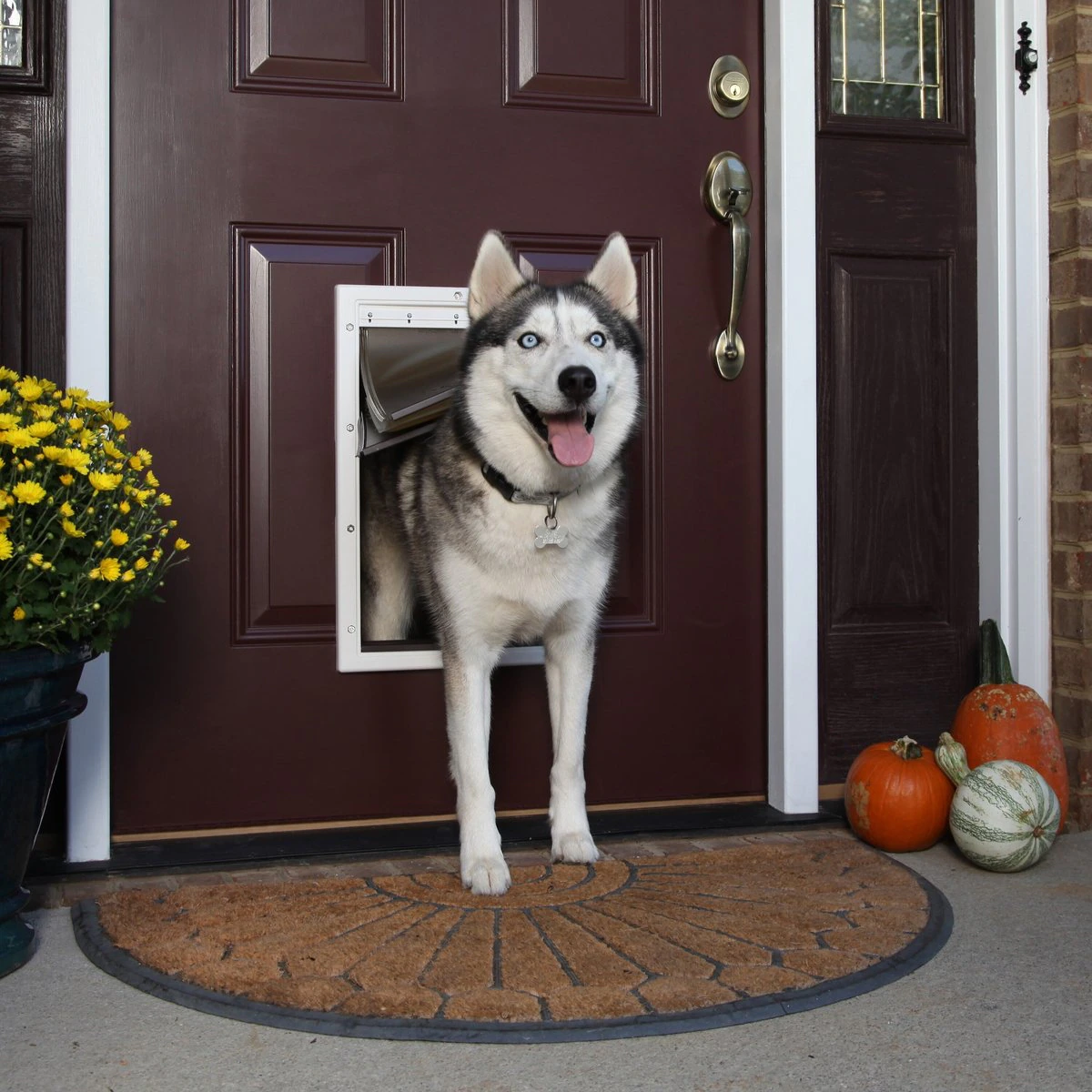 Pet Door #1