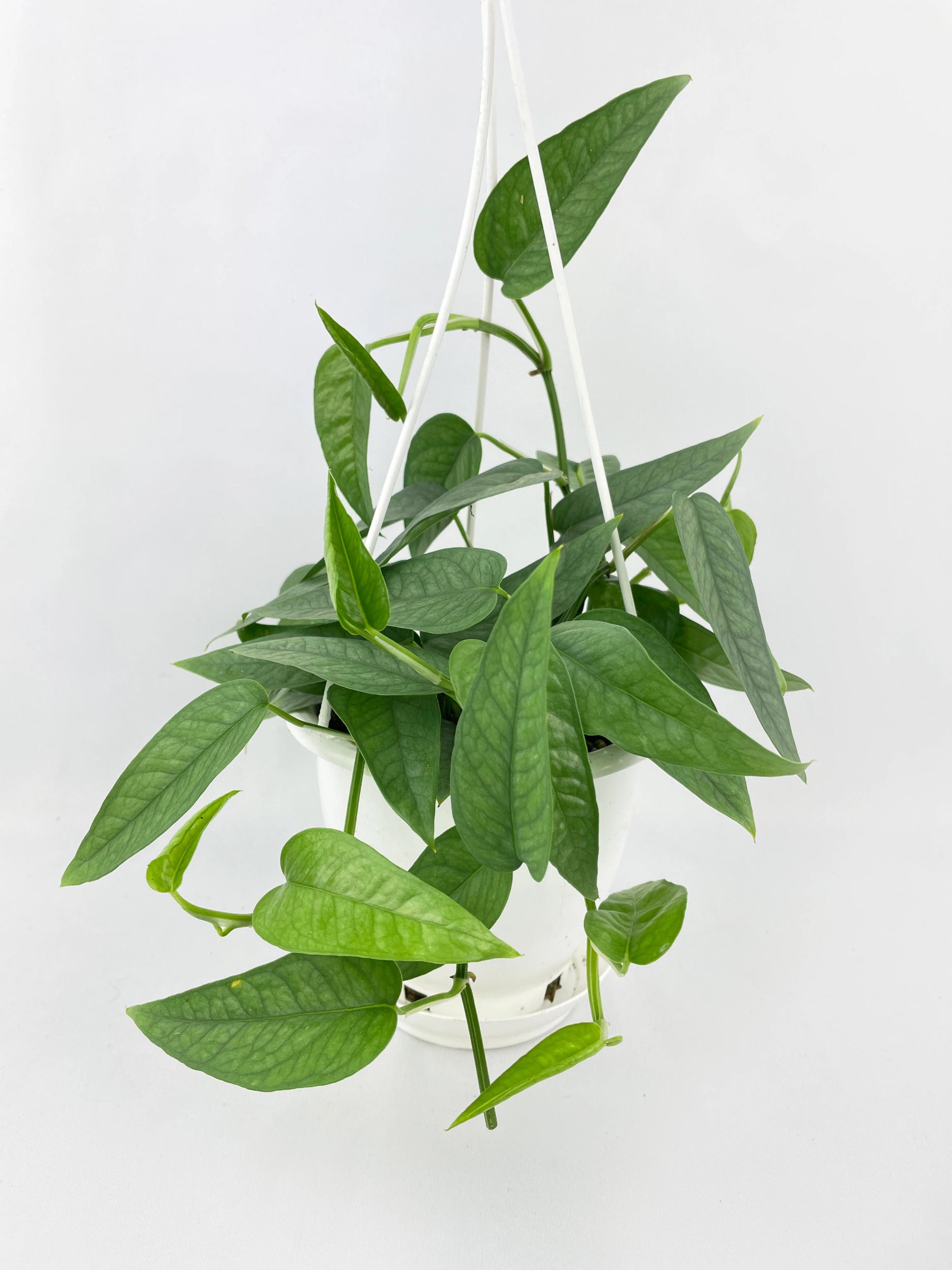 Epipremnum Pinnatum ‘Cebu Blue’ Pothos