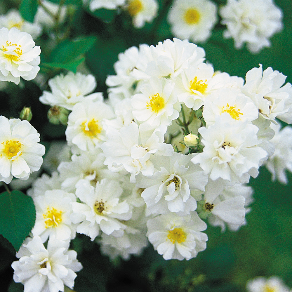 Heirloom Roses White Rose Bush - Cassie Shrub Rose Plant - Live Plants For Garden