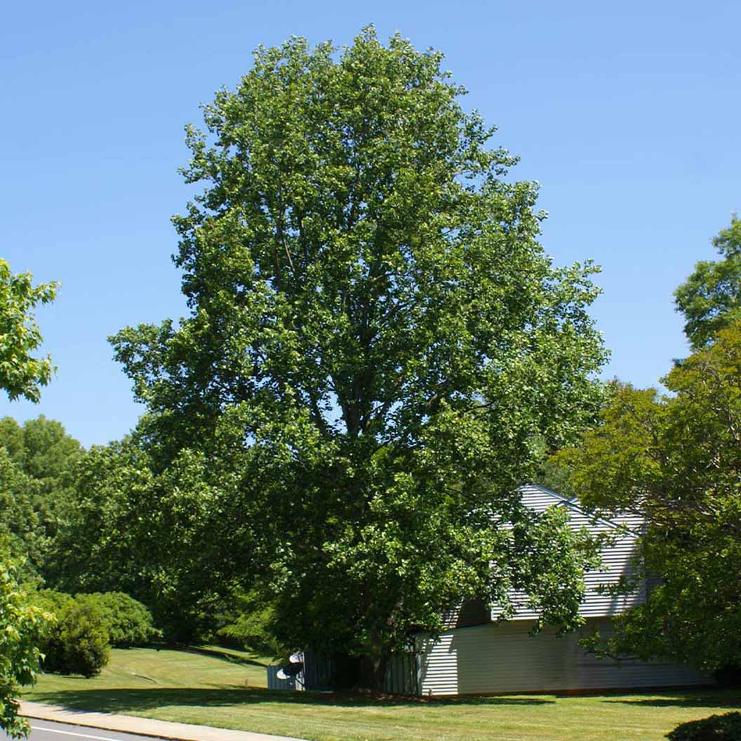 Tulip Poplar