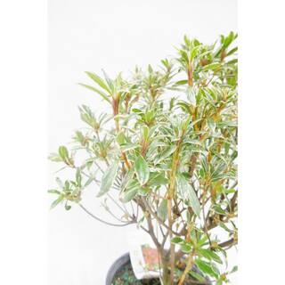 BELL NURSERY 1 Gal. Silver Sword Azalea Live Evergreen Shrub Pink Flowers (3-Pack) AZLEA2SIL3PK