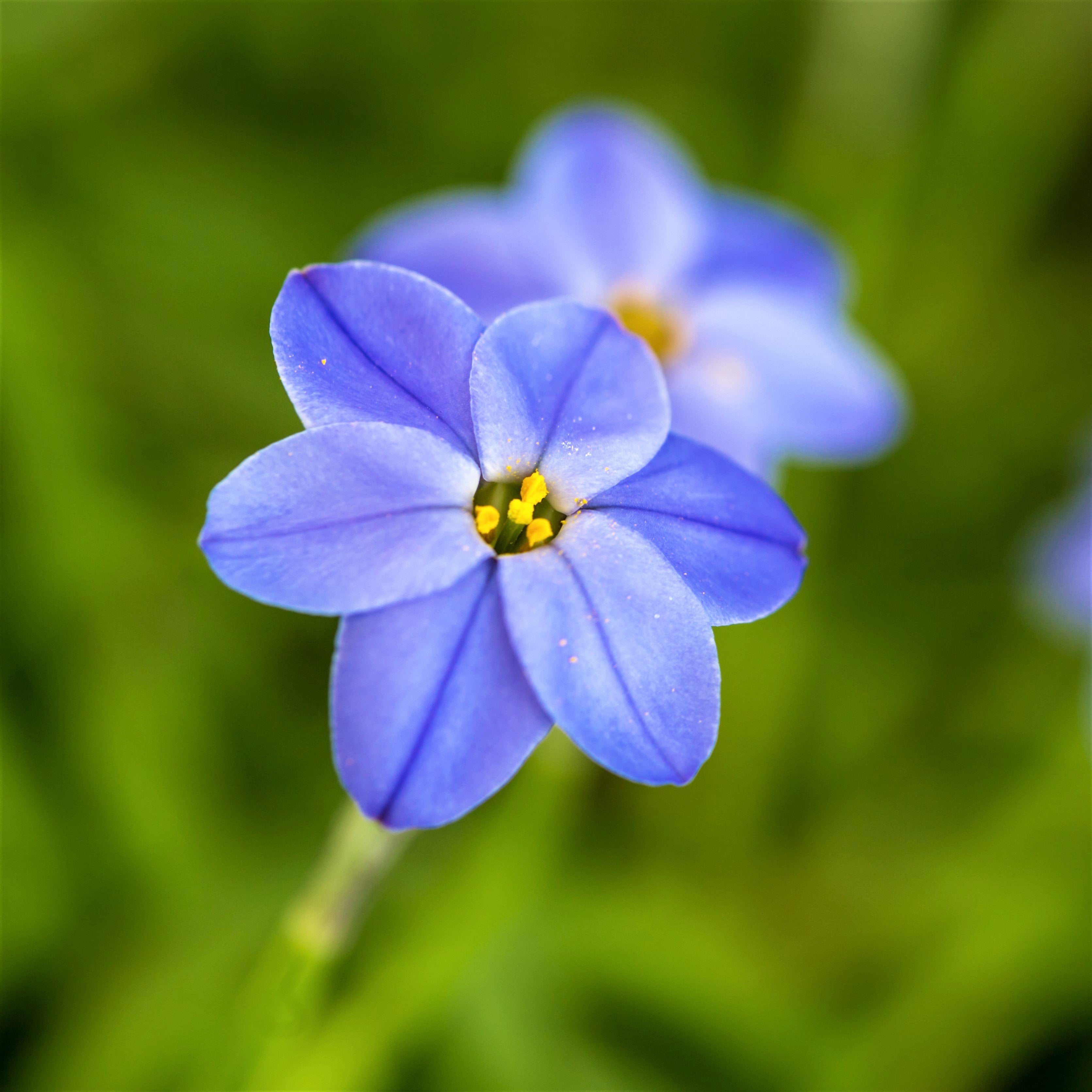 Starflower Rolf Fiedler (10 Bulbs) Blue