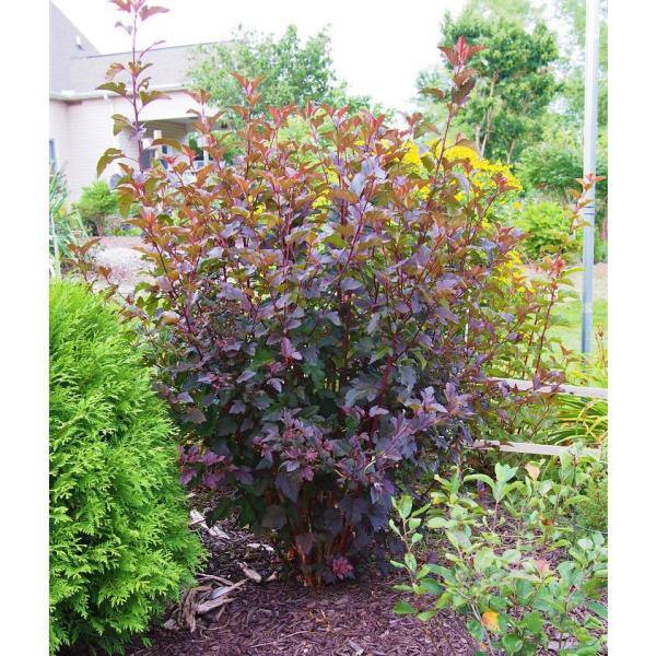 Online Orchards 1 Gal. Diabolo Ninebark Shrub SBNB002
