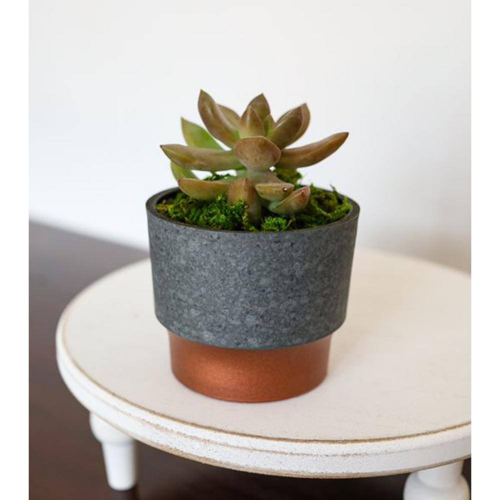 THE HC COMPANIES 3 in. Sprite Succulent Planter Pot， Faux Concrete Copper (2-Pack) 2 x SSP03000K20C040LRCOY