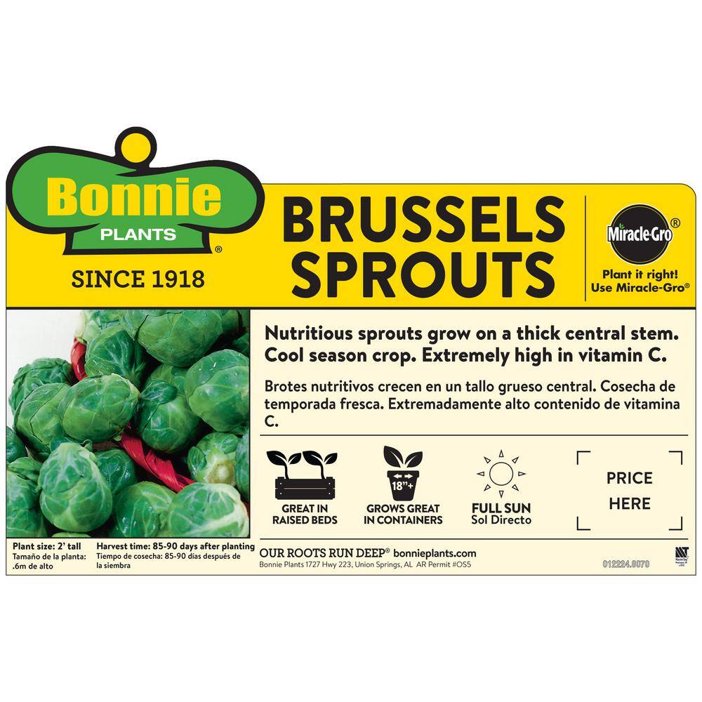 Bonnie Plants 1.19 qt. Brussels Sprouts Plant (6-Pack) 0060