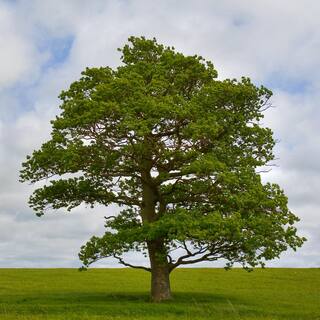 national PLANT NETWORK 2.25 Gal. Swamp White Oak Tree HD7092