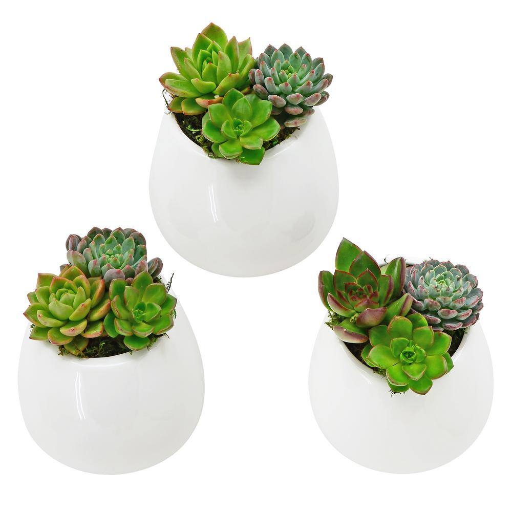 Arcadia Garden Products Round 3-1/2 in. x 4 in. Gloss White Ceramic Wall Planter (3-Piece) WP25