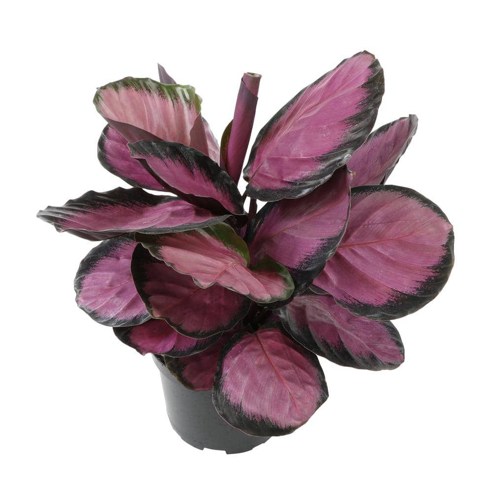 ALTMAN PLANTS 6 in. Calathea Roseopicta Rose Painted Calathea Live Purple House Plant Pot 0872990