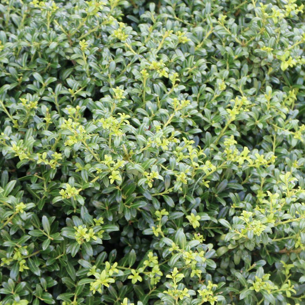 national PLANT NETWORK 2.25 Gal. Holly Soft Touch Shrub HD7150