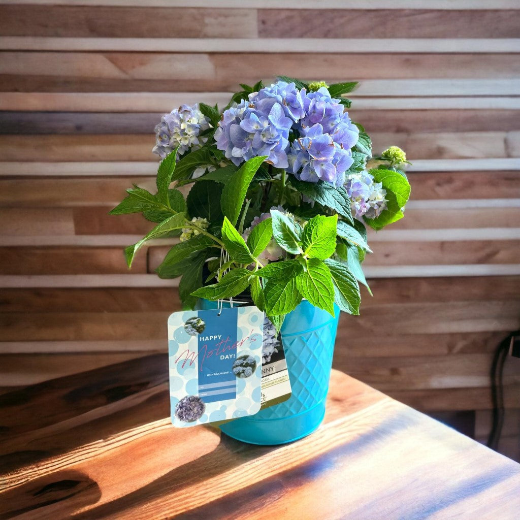 Mini Penny Hydrangea with beautiful pot