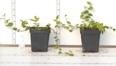 Classy Groundcovers - Creeping Fig Fig Vine， Fig Ivy， Climbing Fig， Creeping Rubber Plant {25 Pots - 3 1/2 inch Square}