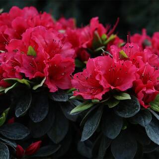 PROVEN WINNERS 2 Gal. Perfecto Mundo Red Azalea Shrub with Red Flowers 18181