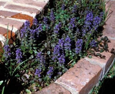 Classy Groundcovers - Ajuga reptans 'Catlin's Giant'  {25 Pots - 3 1/2 inch Square}