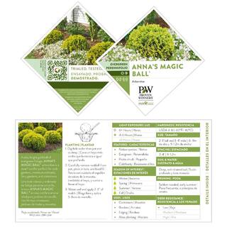 PROVEN WINNERS 2 Gal. Anna's Magic Ball Arborvitae Evergreen Shrub 18179