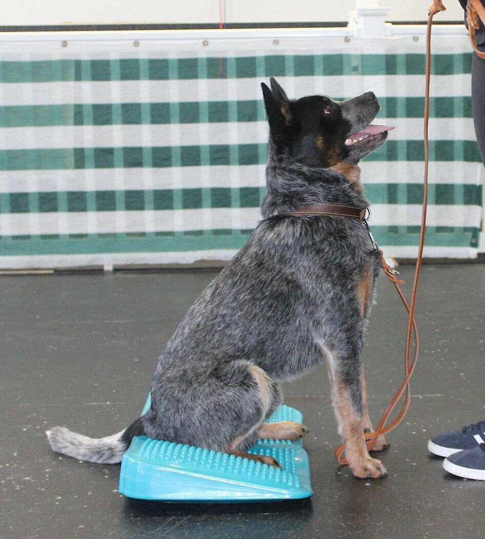 FitPAWS Dog Balancing Ramp