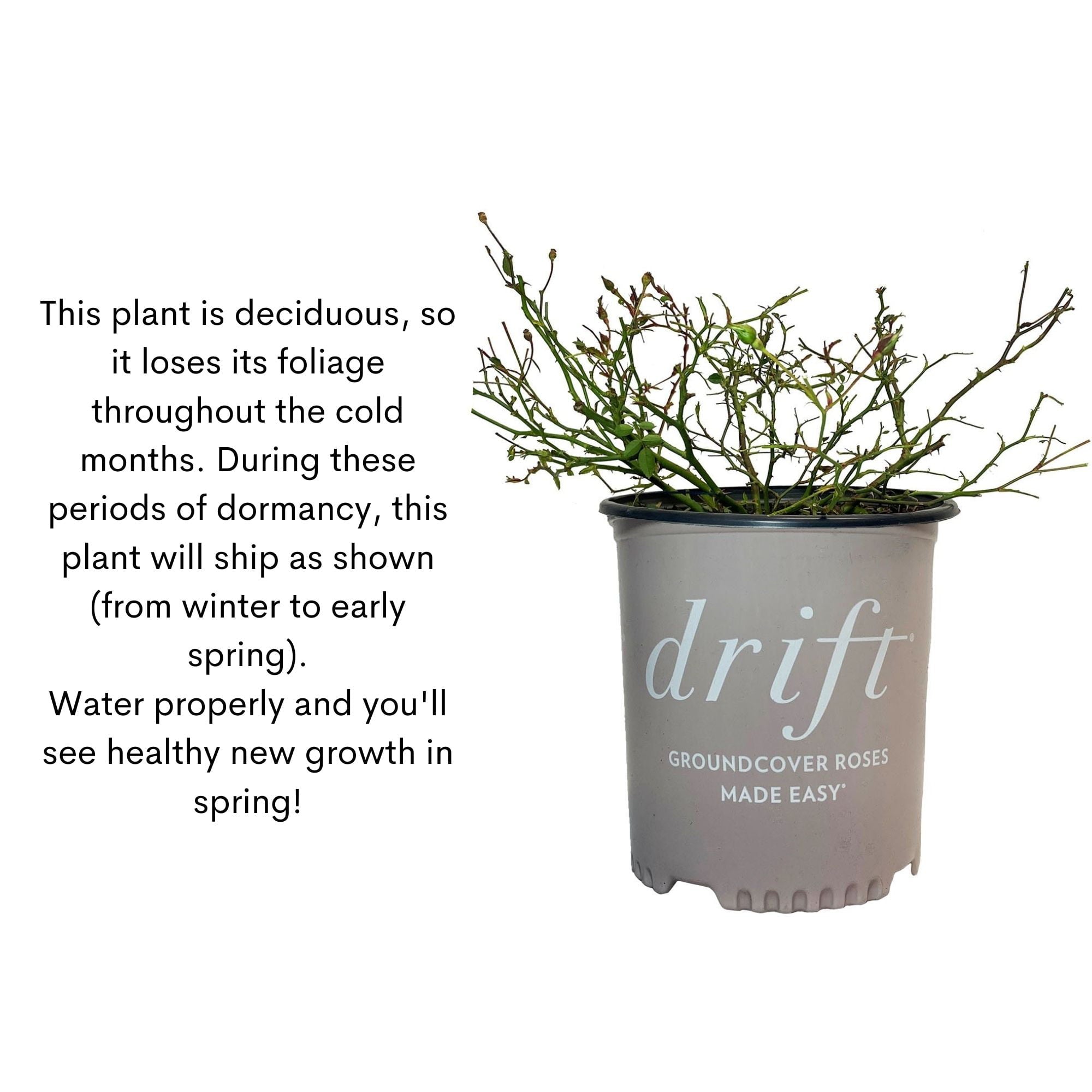 Drift Popcorn Rose Live Shrub (2 Gallon)