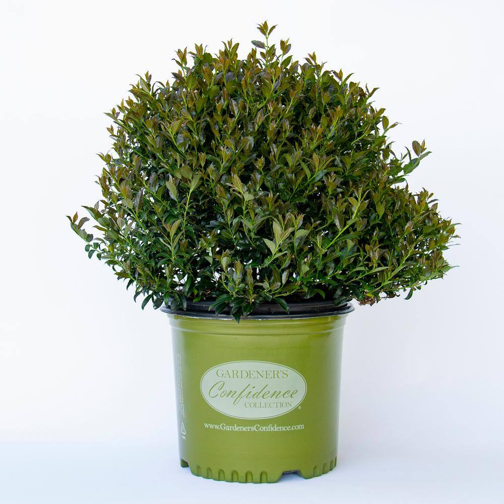 Vigoro 2 Gal. Bullseye Japanese Holly (Ilex) Live Plant Rounded Growth Habit Glossy Foliage Burgundy New Growth 11229