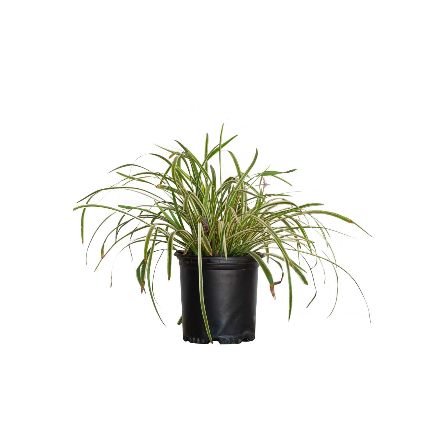 Variegated Liriope 'Lily Turf' (2.5 Quart) Semi-Evergreen to Evergreen Groundcover Perennial - Full Sun to Part Sun Live Outdoor Plant