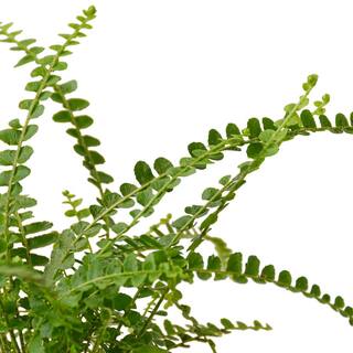 Lemon Button Fern (Nephrolepis cordifolia) Plant in 4 in. Grower Pot 4_FERN_LEMON.BUTTON